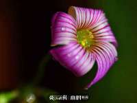 昆山聚垒商贸有限公司